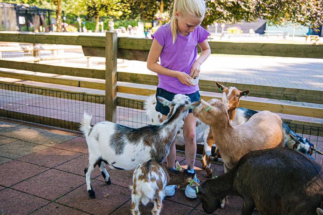 Geitjes voeren bij Speelboerderij Binky